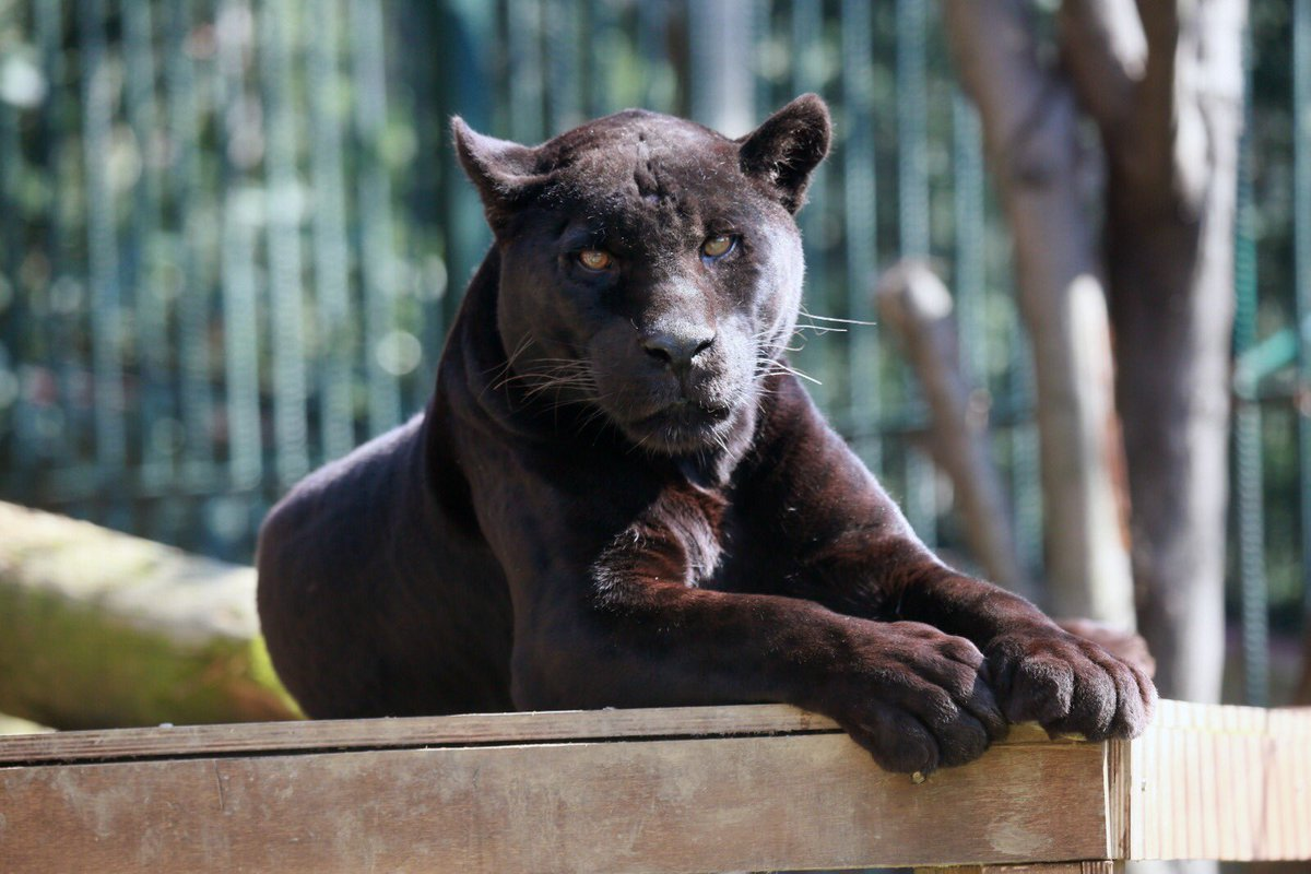 رحلة ازميت من اسطنبول