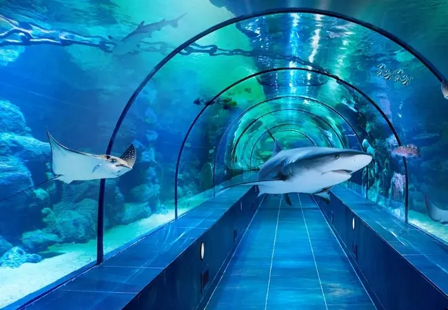 رحلة سبنجا من اسطنبول